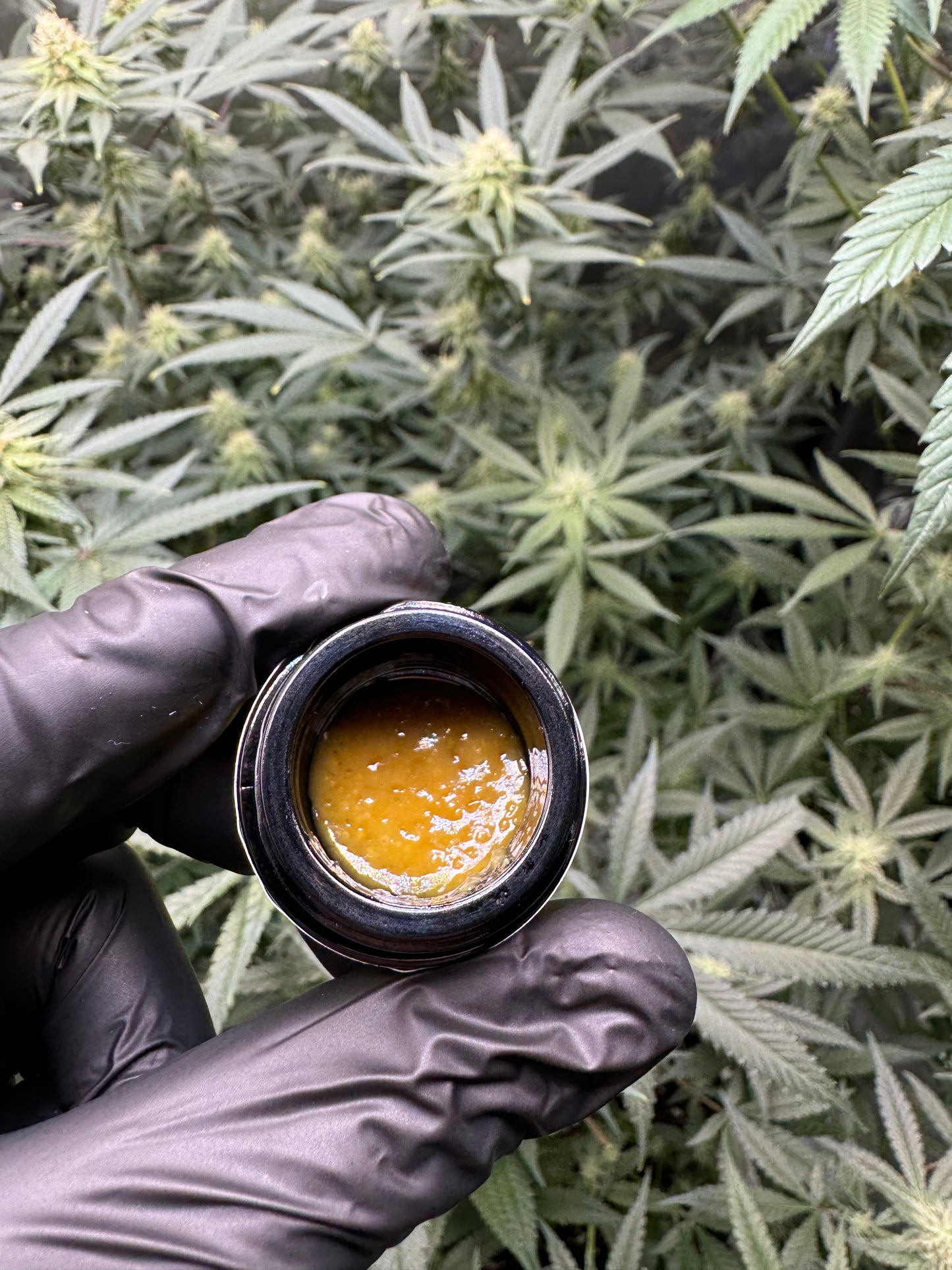 Banana kush live hash rosin 1 Gram