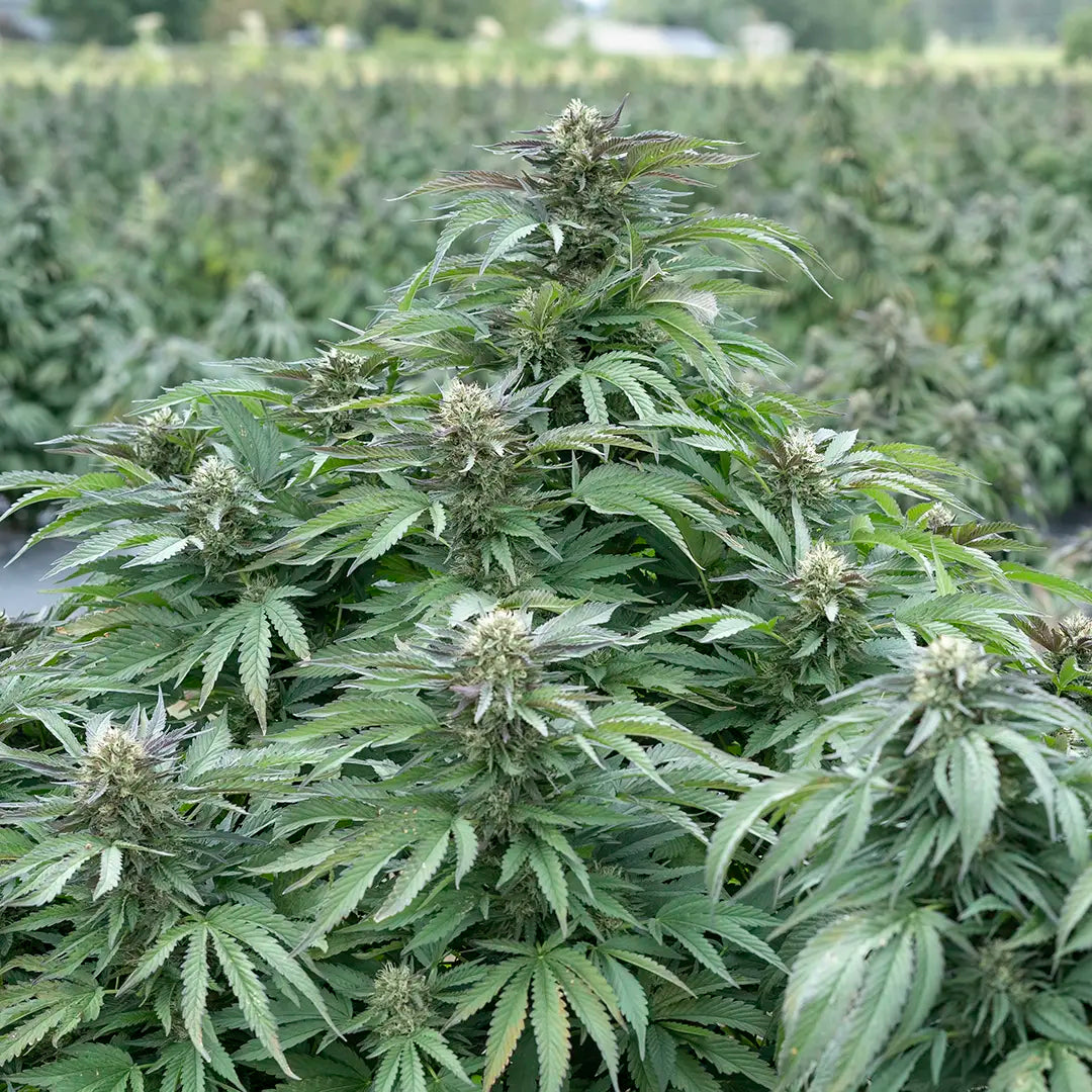 Bubba Kush 59 (Indica) 13% CBD