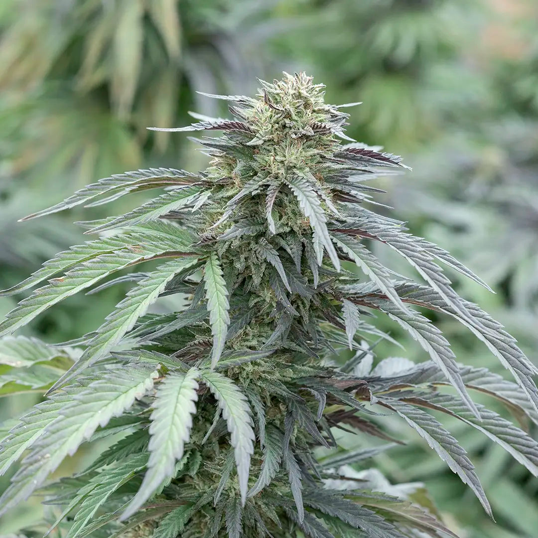 Bubba Kush 59 (Indica) 13% CBD