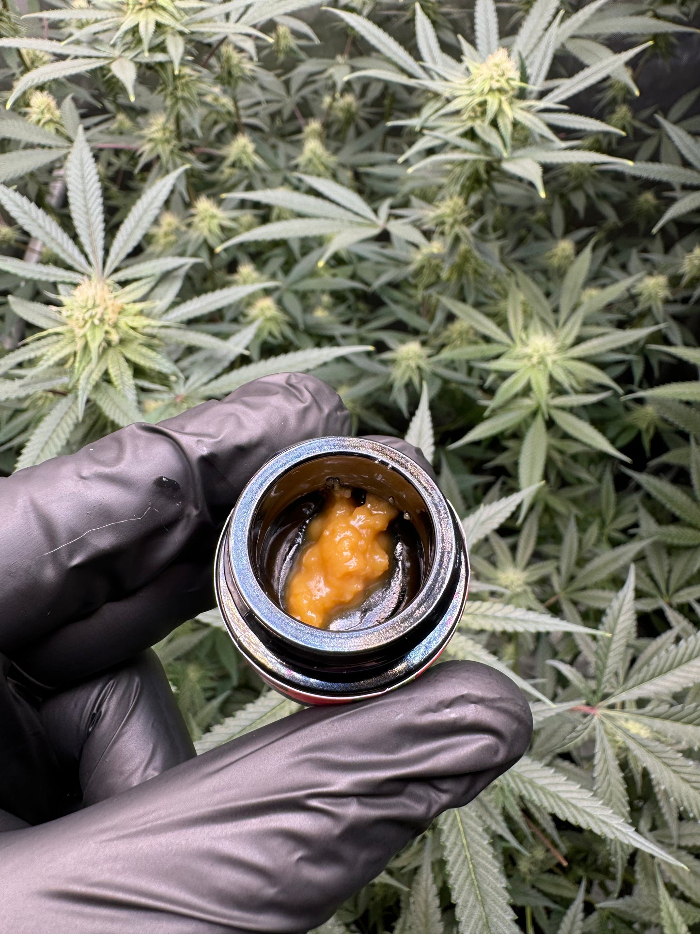 Strawberry Diesel live hash rosin 1 gram