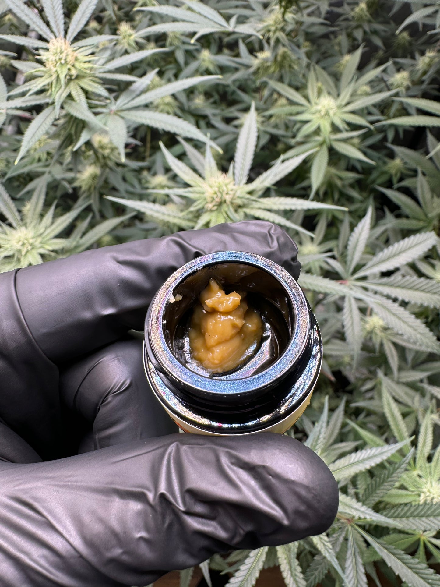 Bubba kush live hash rosin 1 gram