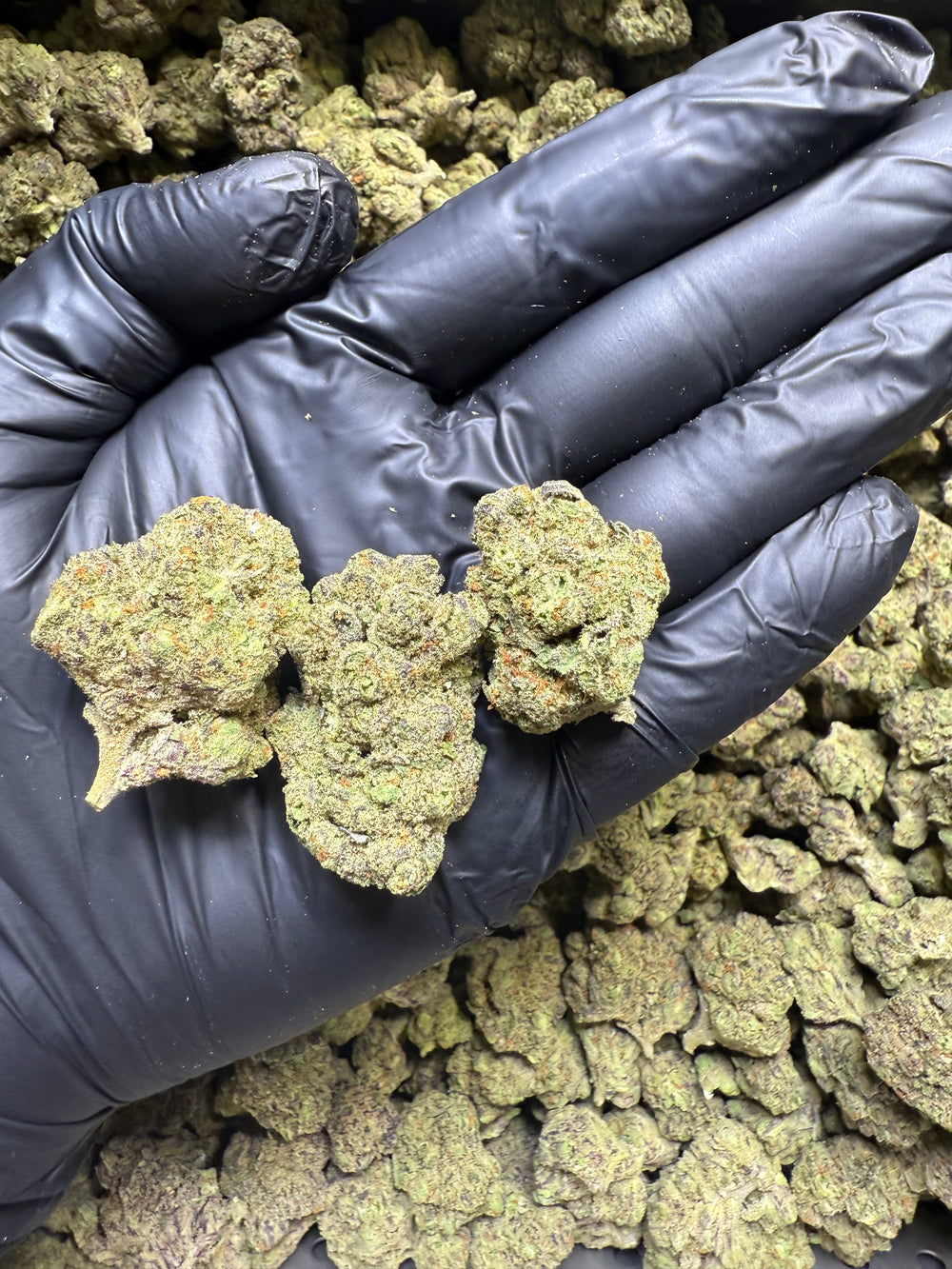 Hand wearing a black glove holding three clumps of Blue Flame strain cannabis buds against a background of more cannabis buds at Charmed Hemp