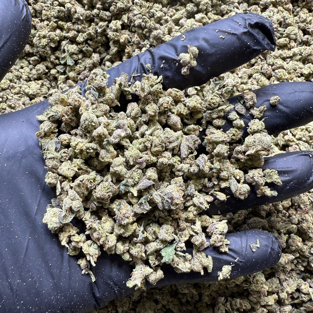 hand wearing black glove holding popcorn bud sized hemp flower at Charmed Hemp