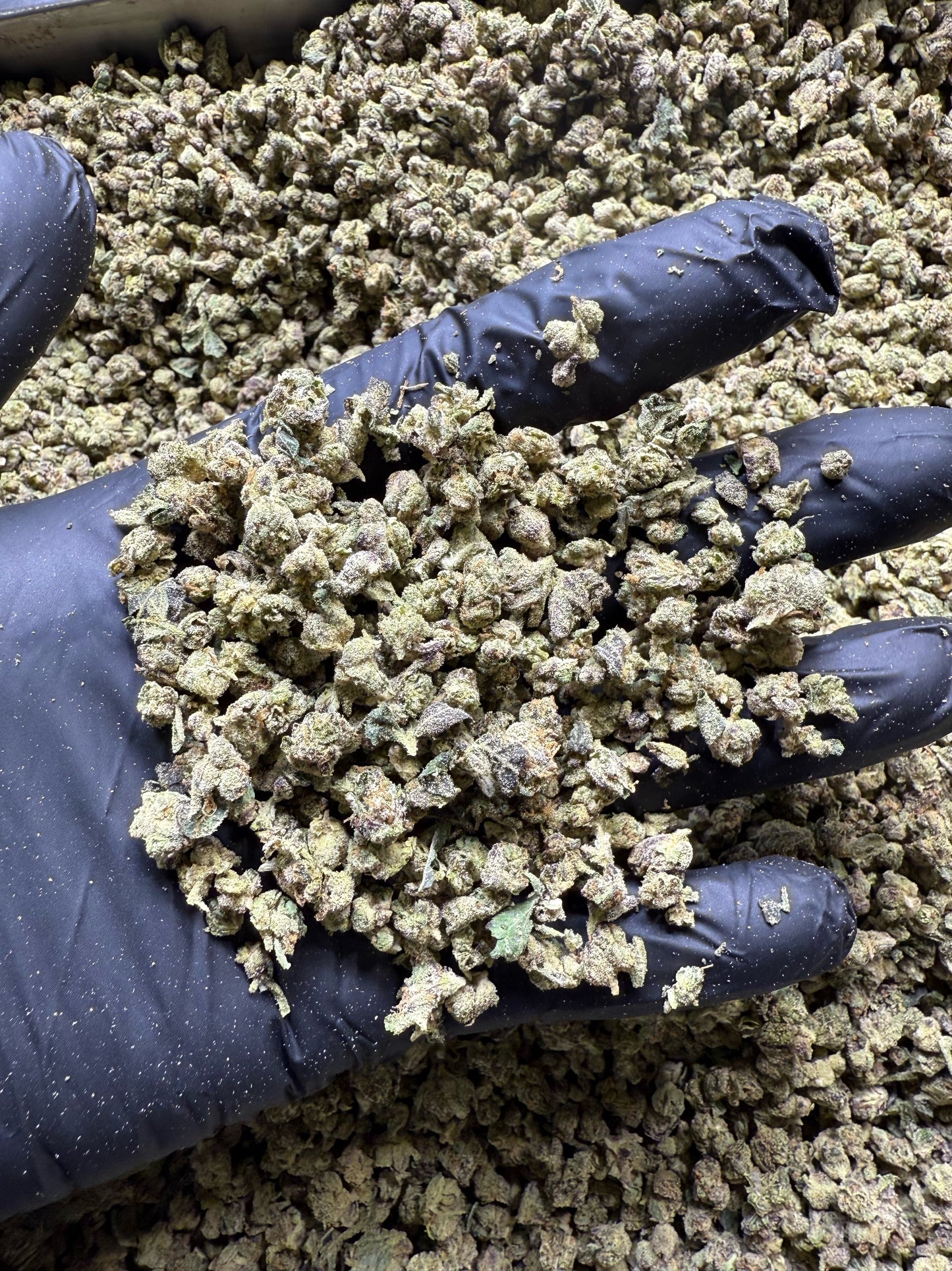 hand wearing black glove holding popcorn bud sized hemp flower at Charmed Hemp