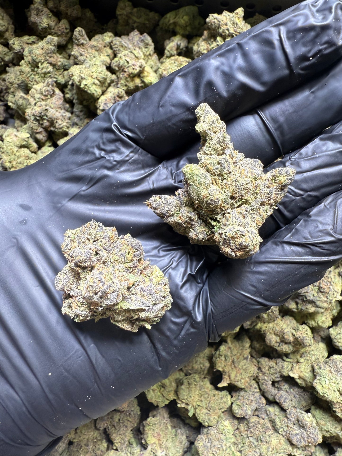 Lemon Berry Sherbert 27.4% THCa | AAA