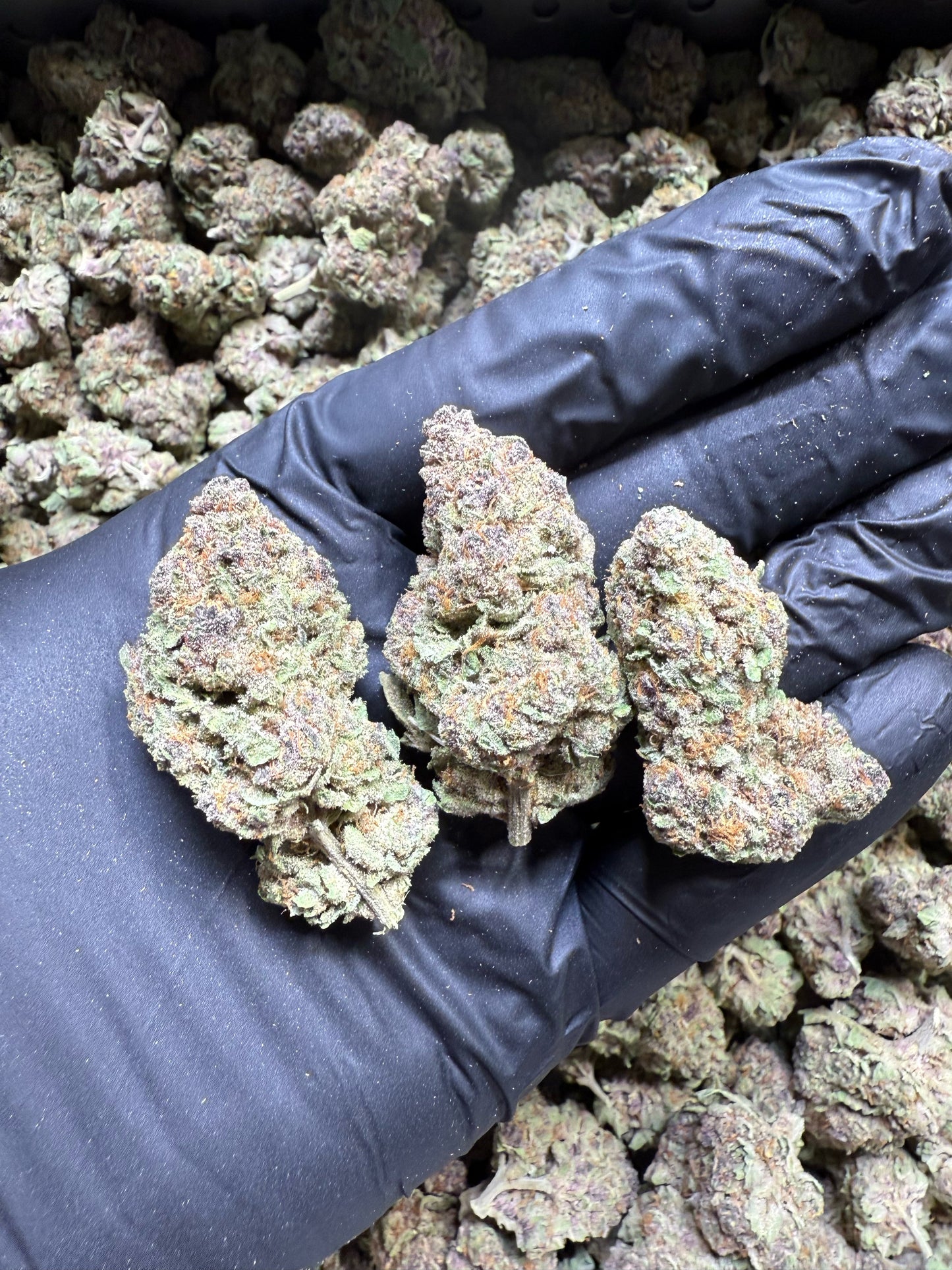 Hand holding three clumps of green cannabis buds with a black glove, surrounded by more cannabis buds.