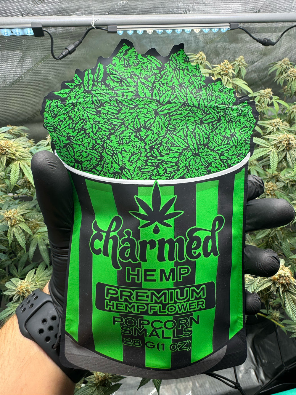 Bag of Popcorn bud hemp flower being held by a hand wearing a black glove in front of hemp plants growing in the background at Charmed Hemp.
