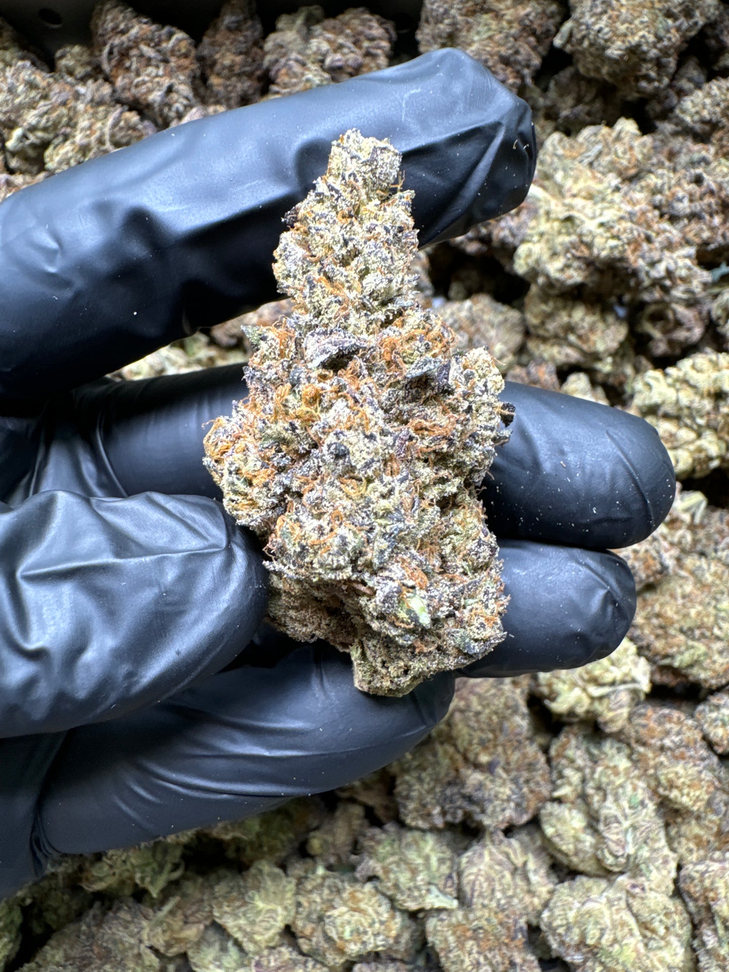 Pluto kush bud image 1