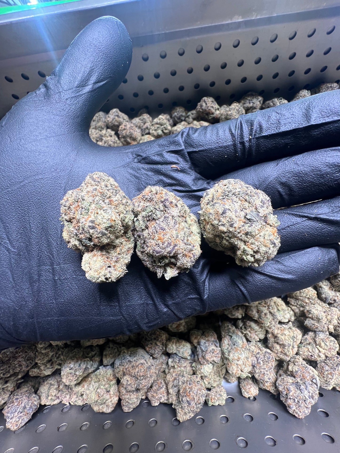 Purple punch bud image 