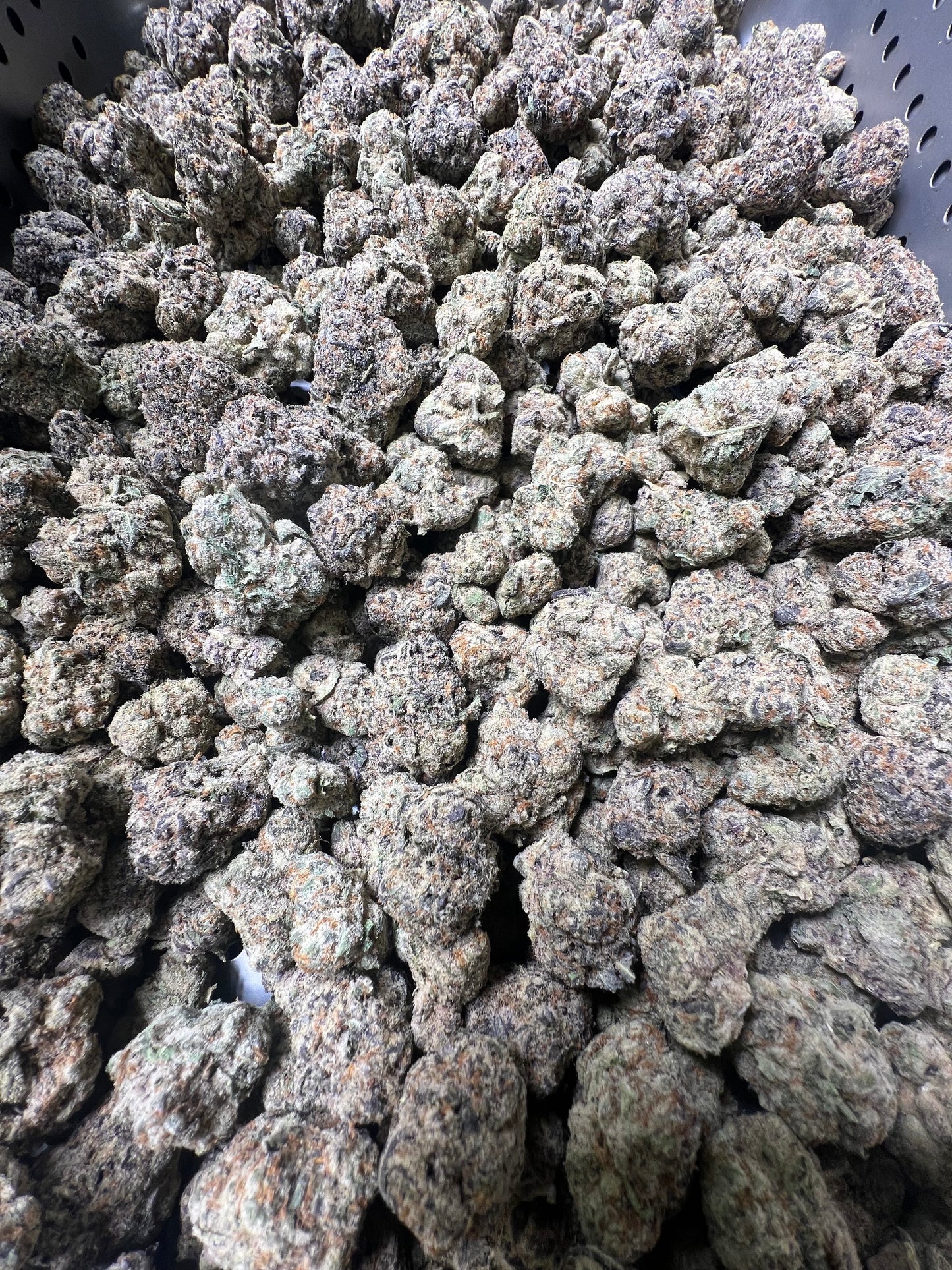 Purple punch bulk flower image 